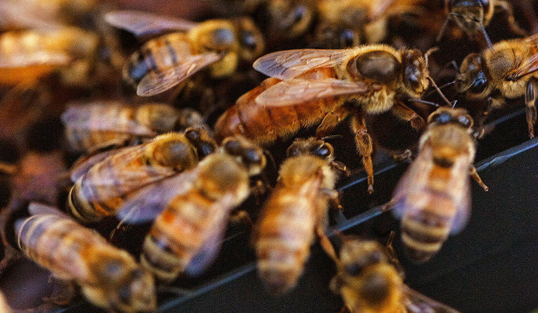 Local Bees Bomb-Sniffing Bees: Nature’s Tiny Detectives | Local Hive Honey