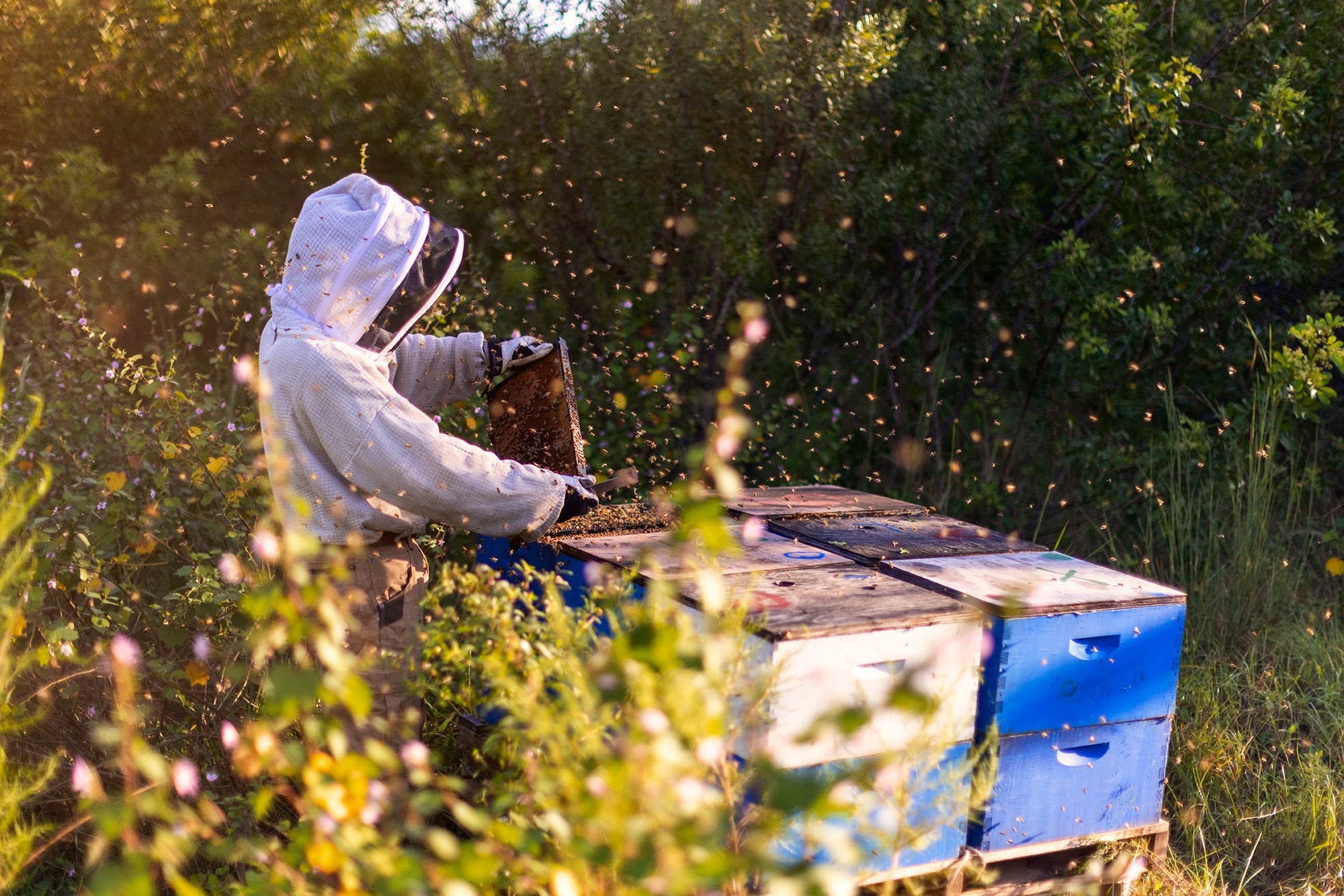 Local Bees Bees Travel More than the Average American | Local Hive Honey